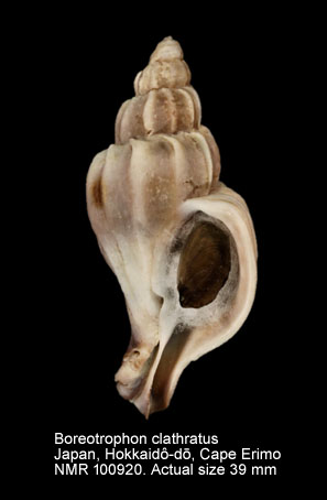 Boreotrophon clathratus (17).jpg - Boreotrophon clathratus (Linnaeus,1767)